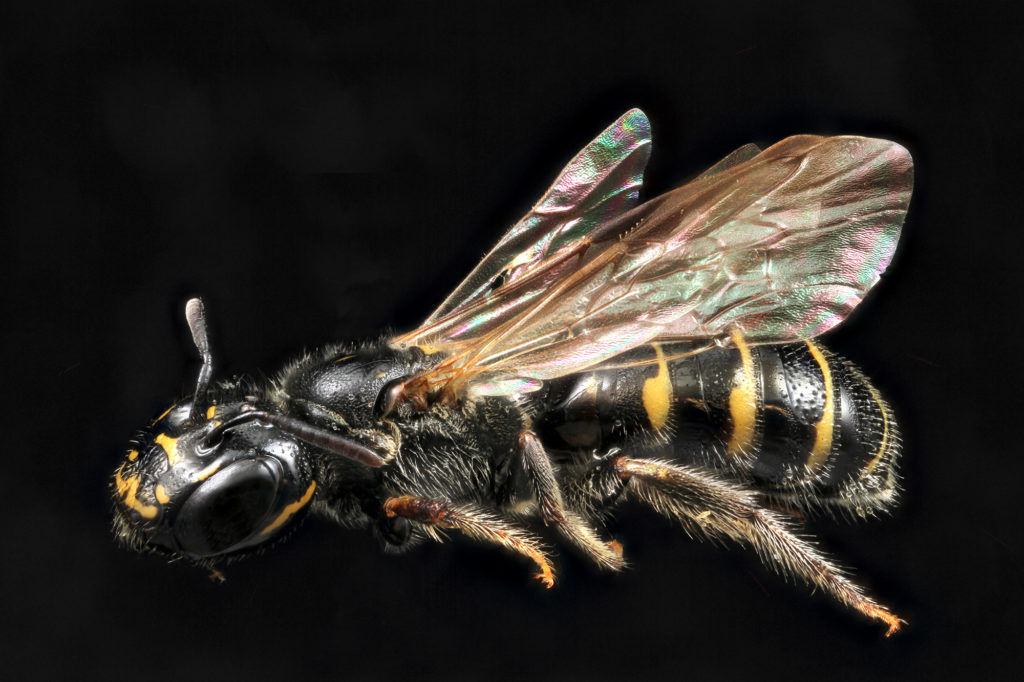 Carpenter bee (Ceratina japonica)