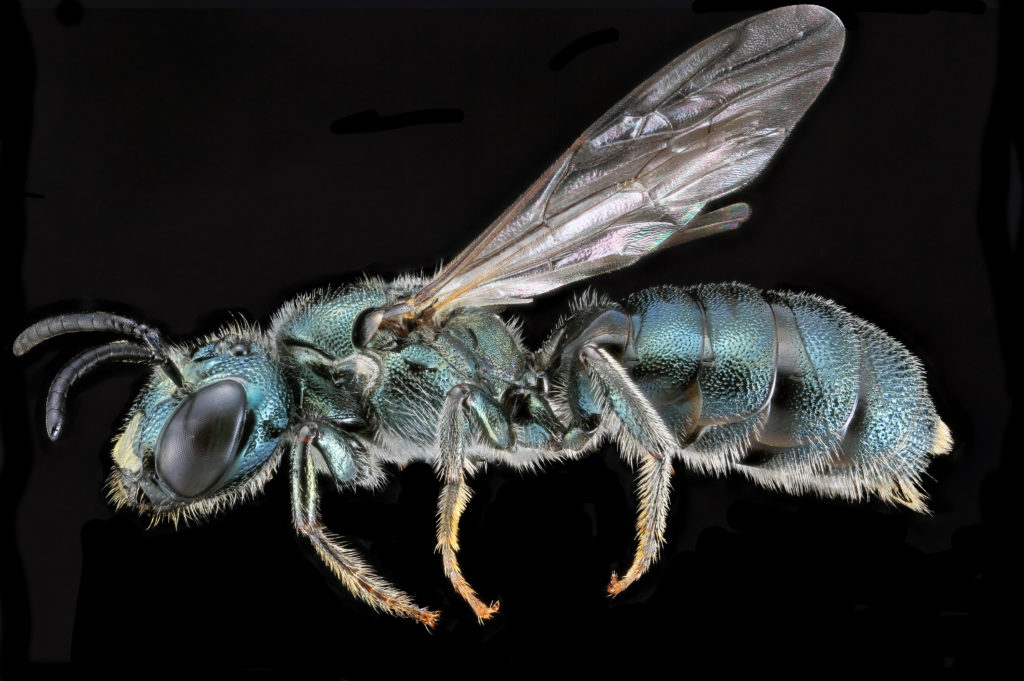 Male carpenter bee ceratina calcarata