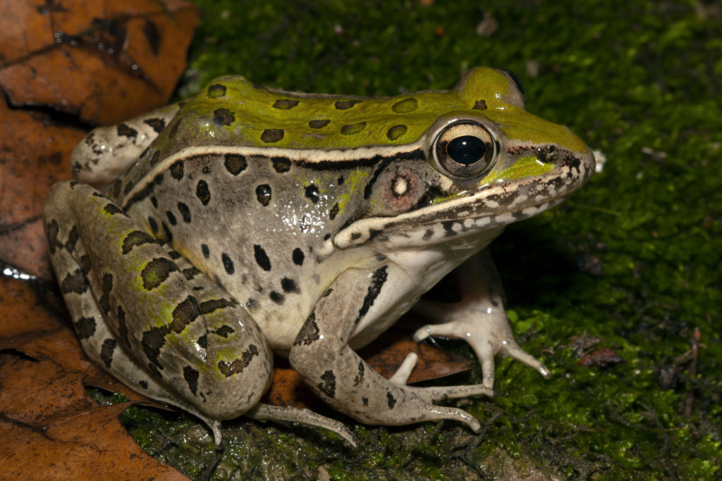 southern leopard frog