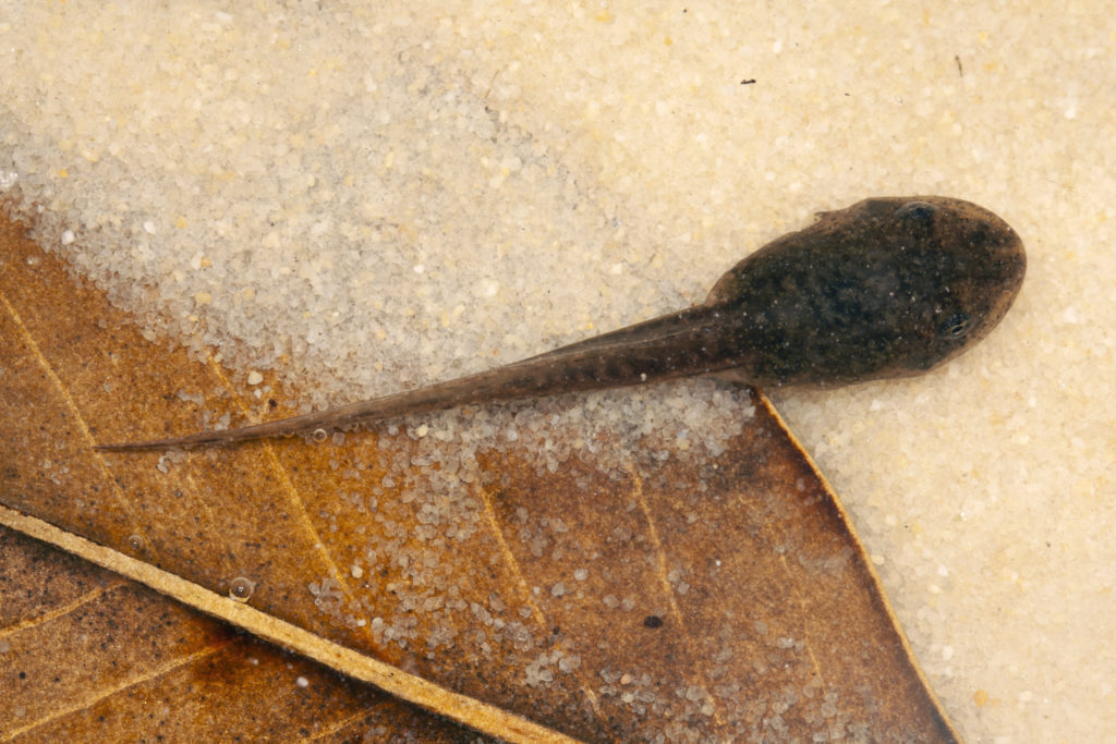 southern leopard frog tadpole