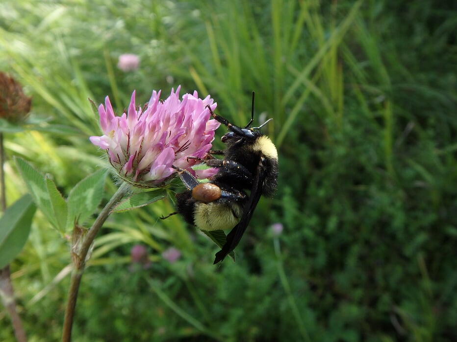 American bumblebee on flower