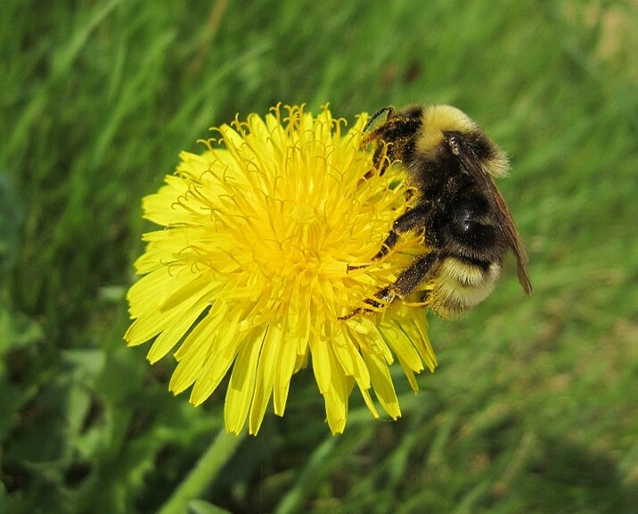 Gypsy Cuckoo Bumblebee