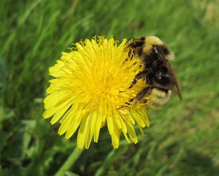 Gypsy Cuckoo Bumblebee