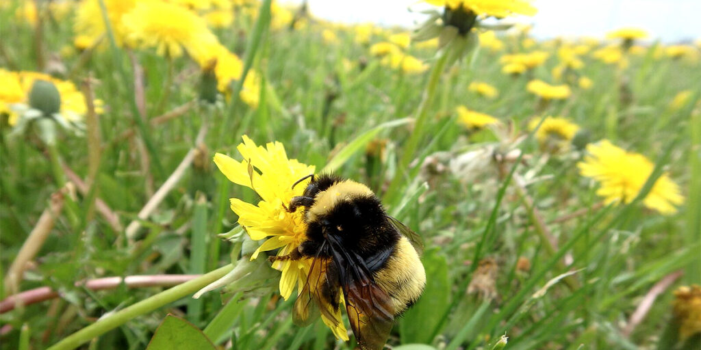 Yellow-banded bumblebee on a dandilion