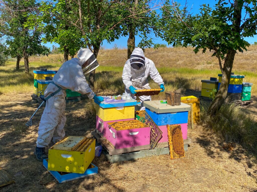 Beekeepers sampling honey bees from colonies near canola crops inLethbridge, Alberta for the BeeCSI project. Photo by Shelley Hoover