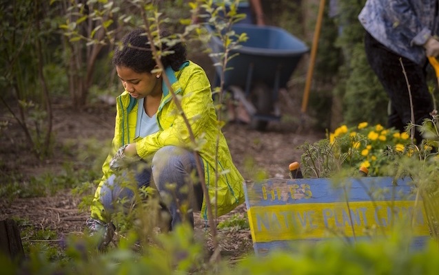 A person gardening in a native plant area, with a sign indicating the zone.