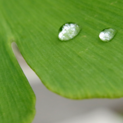 water droplets on a Ginkgo leaf