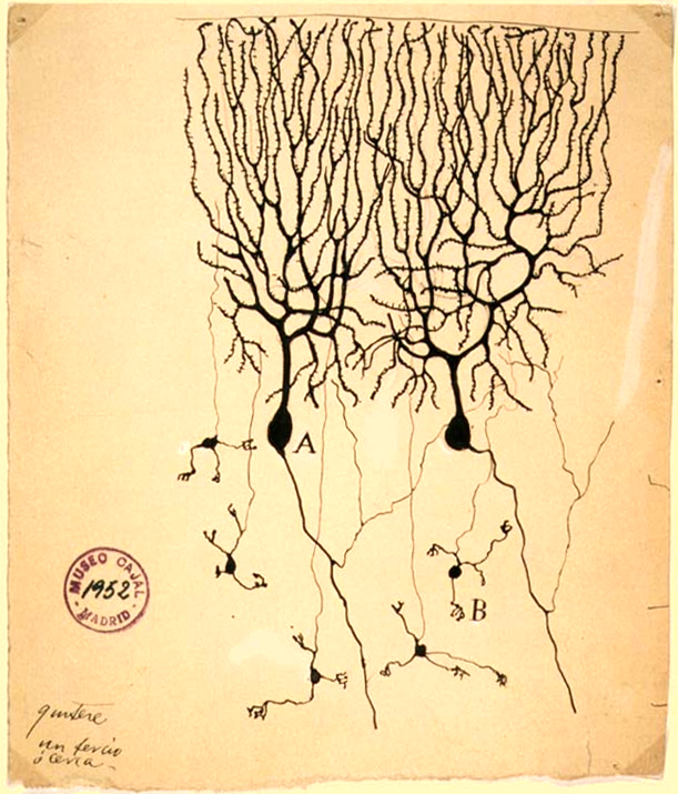 Neuron network