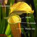 mouth of a pitcher plant