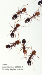 fite ants, from USDA-ARS