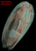 Three dimensional image of a Clam [tomography]