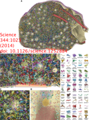 synaptosome figure from Science 344:1023 (2014)