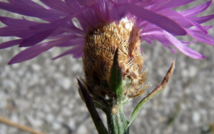 Centaurea_nigra (circa 2015): base of composite inflorescence