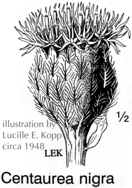 Centaurea_nigra (circa 1948): illustration by Lucille E. Kopp
