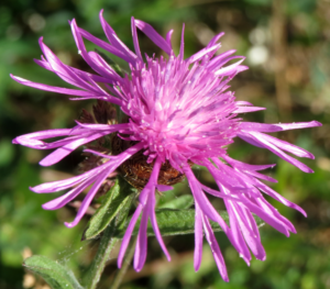 Centaurea_nigra (circa 2015): composite inflorescence