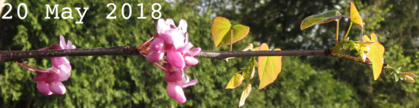 Cercis canadensis flowering branch (circa 20 May 2018)