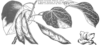 Cercis canadensis illustration by Paul Landacre (circa 1948)