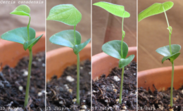 developing first leaf on a Cercis seedling