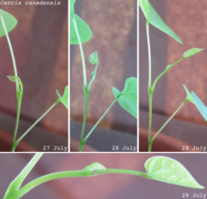 developing third leaf on a Cercis seedling