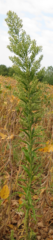 single Conzya canadensis plant in a soybean field