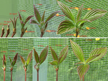 Cornus alternifolia leaves emerging in early spring