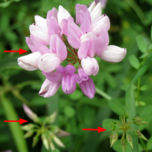 Coronilla_varia_flowers (circa 2015): umbel inflorescence