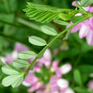 Centaurea_varia_leaves