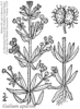 Galium aparine from Britton and Brown (circa 1913)