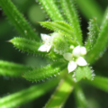 flowers and fruits of Galium aparine (circa June, 2017)