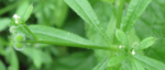 axillary fruits of Galium aparine (circa June, 2017)