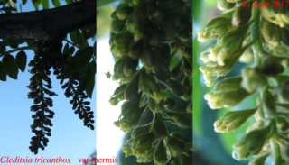 inflorescence of honeylocust showing male (staminate) flowers