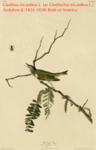 Red eyed vireo on a locust branch (circa
1832) by John J. Audubon