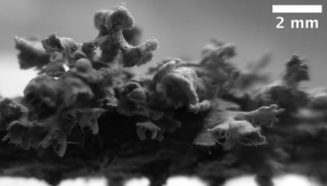 lichens encrusting a branch (circa 30 October 2020)