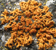 Xanthoria growing on weathered concrete (circa 21 October 2020)