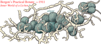 schematic showing intergrowth of fungus and algae in a lichen (circa 1911)