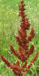 Rumex crispus (curled dock) plant (circa 18 July, 2017)