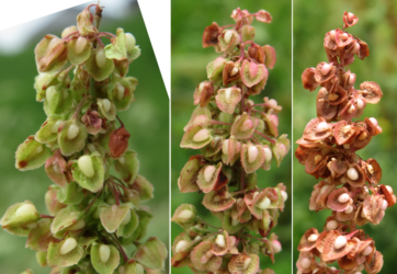 Rumex seed development (circa 18 July 2019)