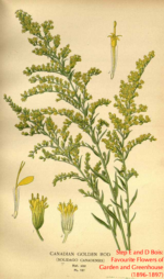 Solidago_canadensis_Step and Bois (circa 1897)