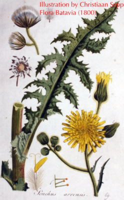 Sonchus arvensis drawn by C. Sepp