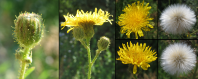 Sonchus arvensis bud, flowers and fruit