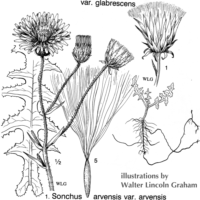 Sonchus arvensis (circa 1940)