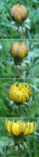 Opening dandelion flowers --mid-morning