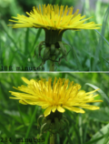 Opening dandelion flowers --mid-afternoon