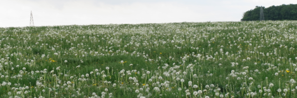 Pasture with post-bloom dandelions (circa 29 May 2020)