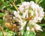 bee pollinating white clover (Trifolium repens) (circa 4 July 2019)