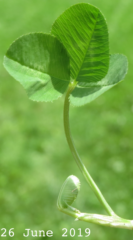 White clover (Trifolium repens) leaf emergence (circa 26 June 2019)