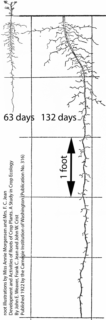 alfalfa root development (circa 1922)