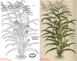 Zea mays (Fuchs circa 1540's)