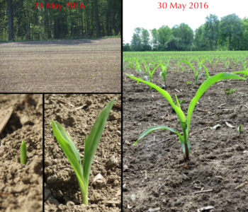 maize seedlings in an Ontario corn field (circa 2016)