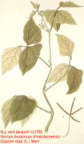 soybean (N.J. von Jacquin circa 1770)